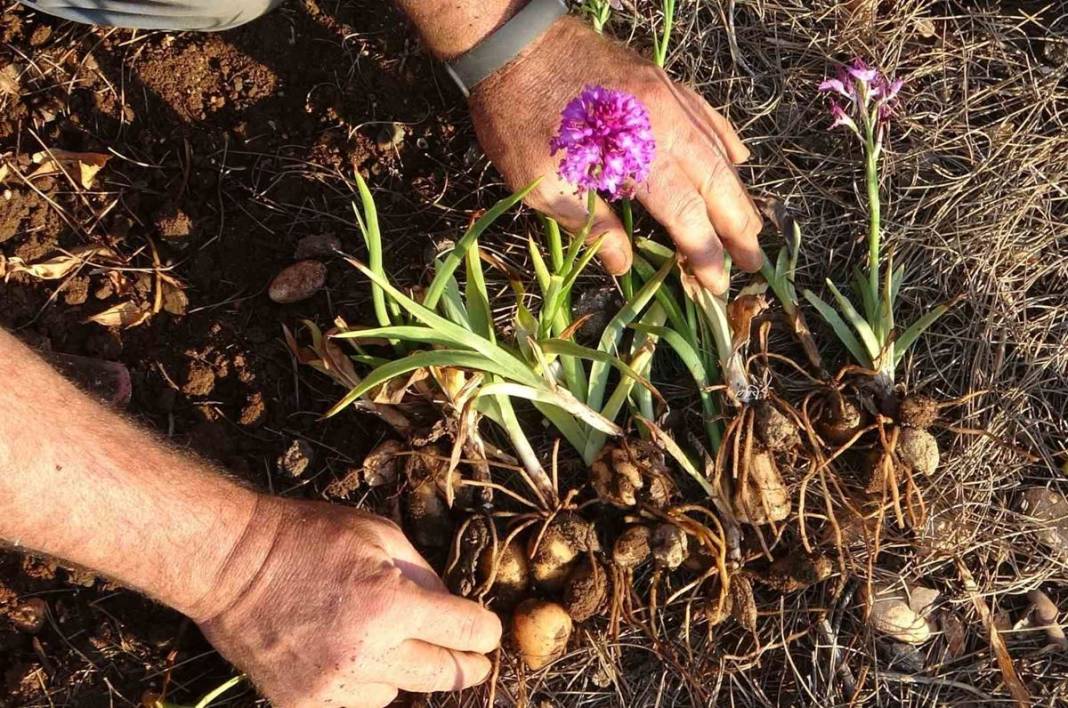 Dönümünden 1 ton ürün alınıyor, kilosu 2 bin TL, üstelik devlet destekli! Hasat başladı, paraya para demiyorlar 2